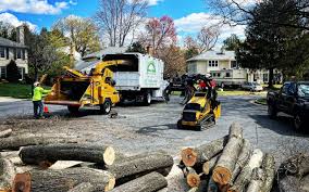 Best Fruit Tree Pruning  in Lockney, TX