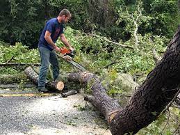 Trusted Lockney, TX Tree Care Experts