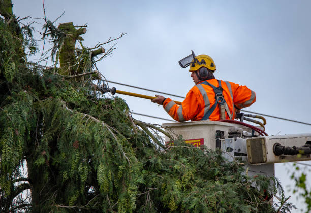 Best Tree Cabling and Bracing  in Lockney, TX