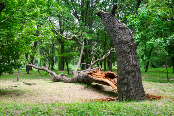 Best Tree Removal  in Lockney, TX