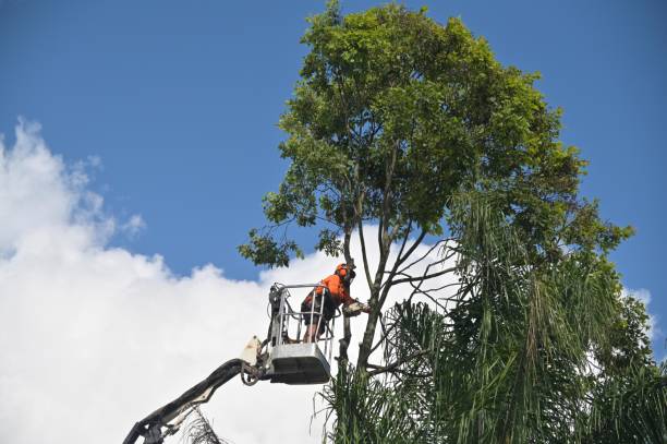 Best Hedge Trimming  in Lockney, TX