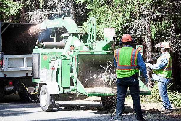 Best Tree Preservation Services  in Lockney, TX