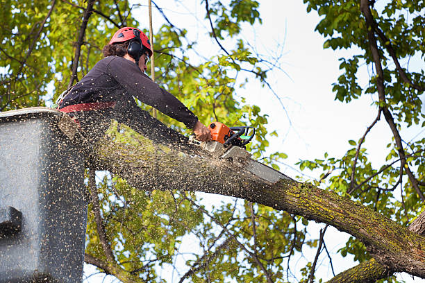 How Our Tree Care Process Works  in  Lockney, TX