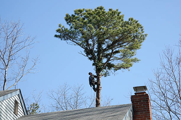 Mulching Services in Lockney, TX