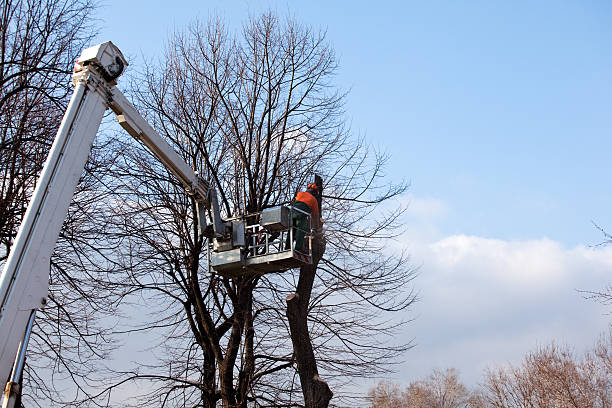 Best Seasonal Cleanup (Spring/Fall)  in Lockney, TX